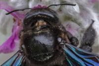 Xylocopa