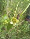 Andrena florea