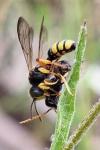 Cerceris rybyensis