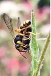 Cerceris rybyensis