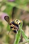 Cerceris rybyensis