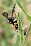 Cerceris rybyensis