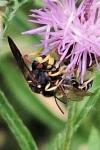 Cerceris rybyensis