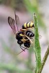 Cerceris rybyensis