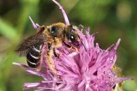 Halictus rubicundus