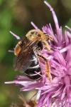 Halictus rubicundus