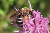 Halictus rubicundus