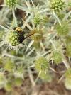 Scolia hirta