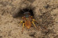 Philanthus triangulum