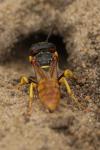 Philanthus triangulum
