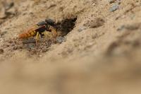 Philanthus triangulum