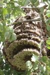 Vespa velutina