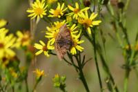 Euclidia glyphica