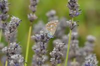 Polyommatus icarus
