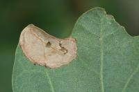 Phyllonorycter