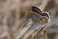 Aricia agestis