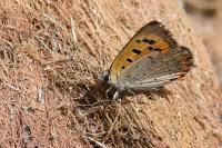 Lycaena phlaeas