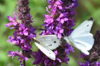 Pieris napi