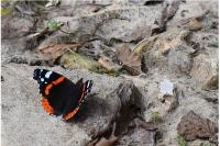 Vanessa atalanta