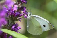 Pieris rapae