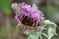 Vanessa atalanta