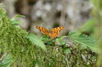 Polygonia c-album