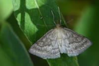 Psammotis pulveralis