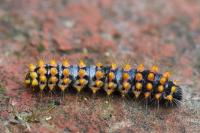 Saturnia pyri