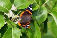 Vanessa atalanta