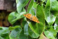 Polygonia c-album
