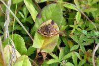 Euclidia glyphica