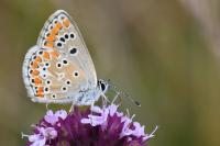 Aricia agestis