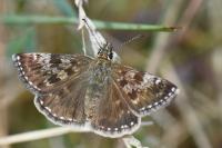 Erynnis tages