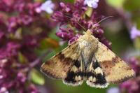 Heliothis viriplaca