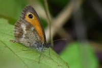 Pyronia tithonus