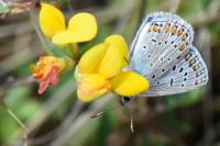 Polyommatus icarus