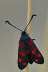 Zygaena filipendulae