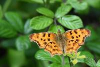 Polygonia c-album