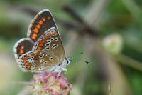 Aricia agestis