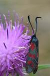 Zygaena filipendulae