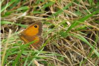 Pyronia tithonus