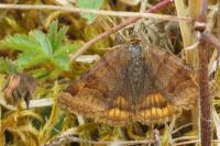 Euclidia glyphica