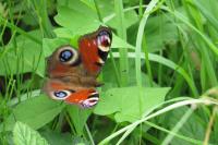 Aglais io