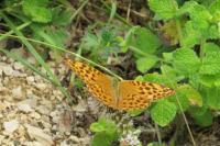 Argynnis paphia