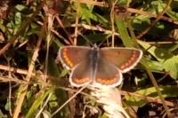 Aricia agestis