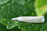 Crambus perlellus