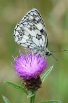 Melanargia galathea