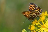 Melitaea athalia