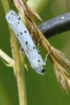 Myelois circumvoluta