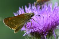 Ochlodes sylvanus